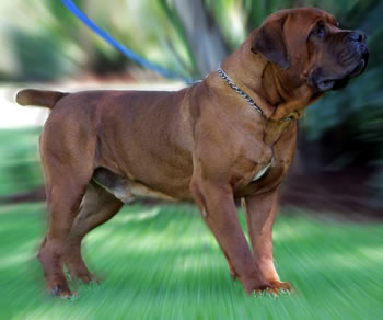 boerboel kennels