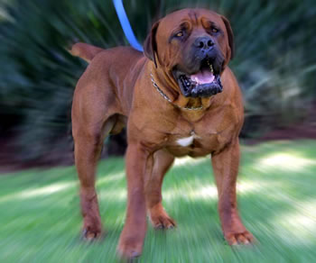 South African Boerboel